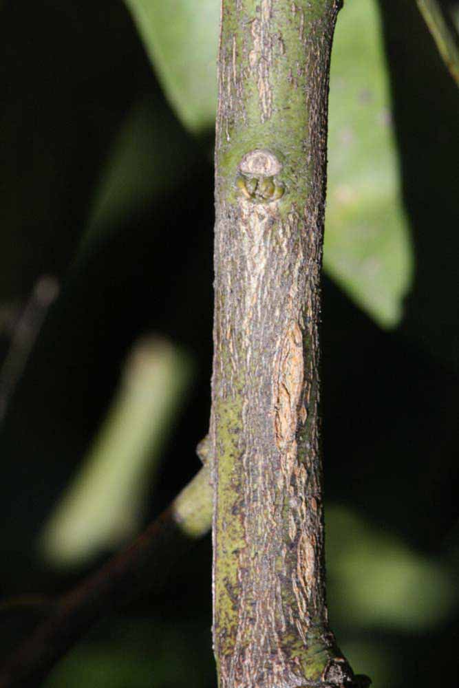              Second - third year twig (Riverside, CA)       